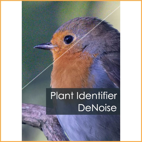 Plant Identifier DeNoise